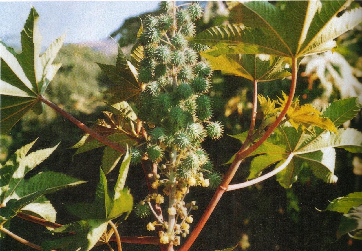 Клещевина Багровая Пальма