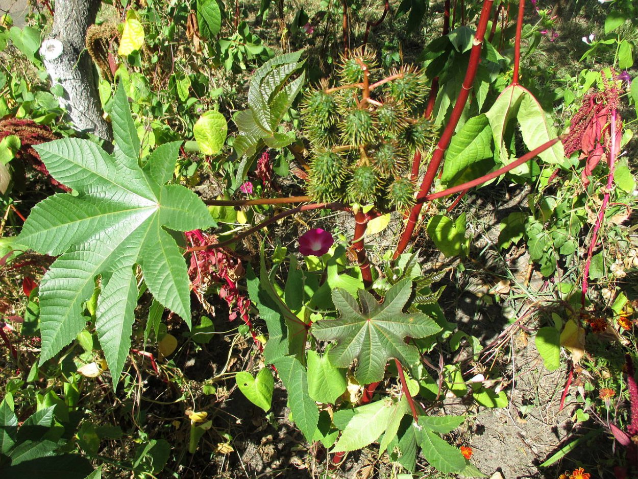 Клещевина Ricinus communis