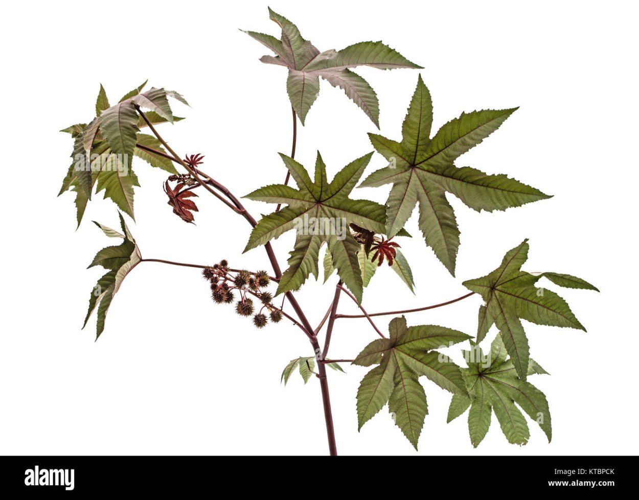 Ricinus communis рисунок