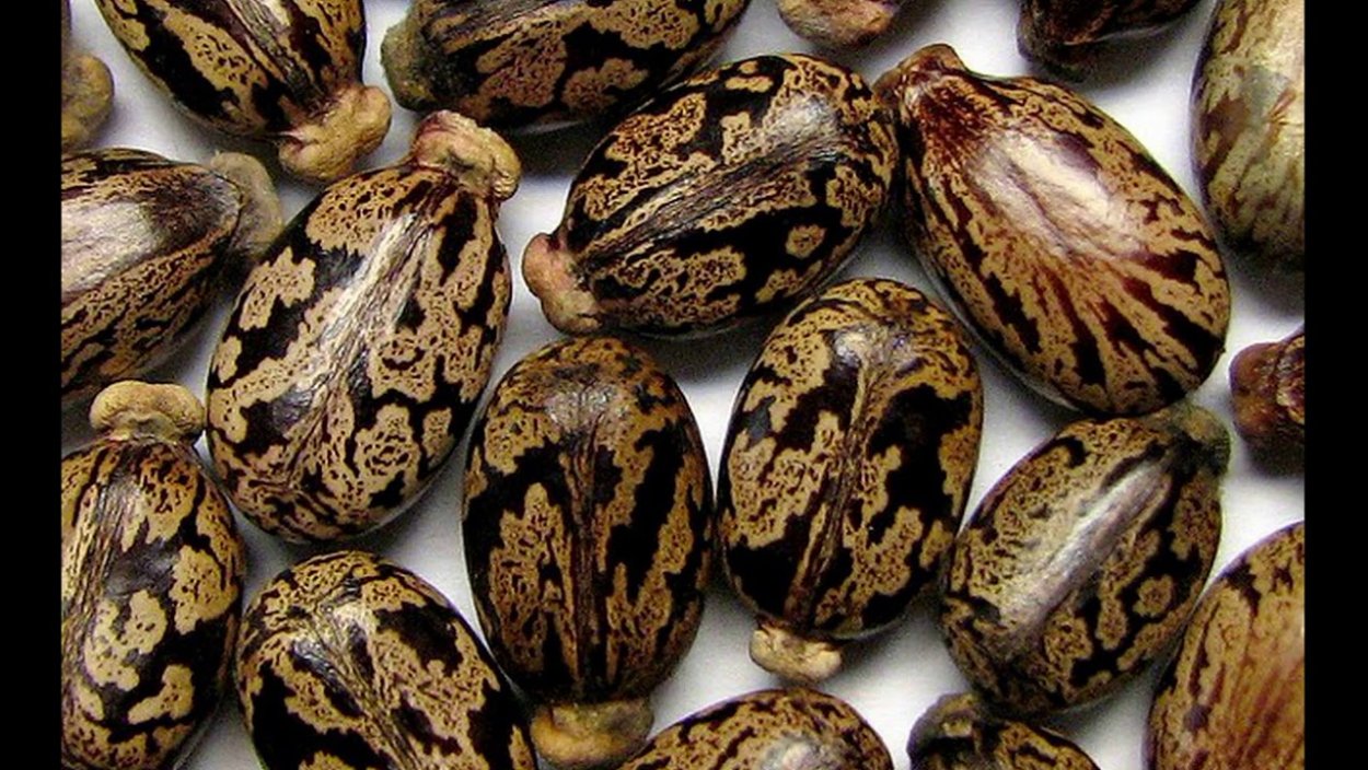 Клещевина Импала бронзовая