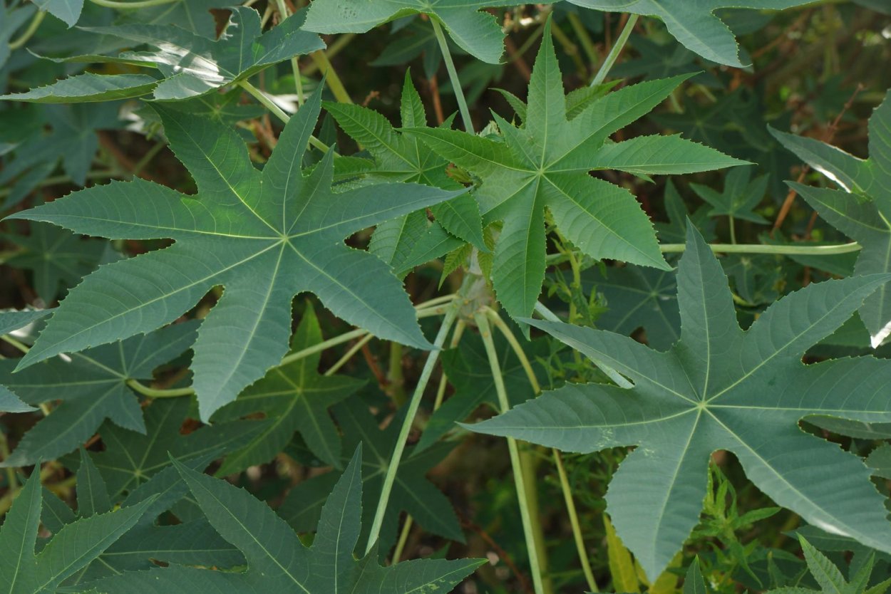 Рицинус коммунис