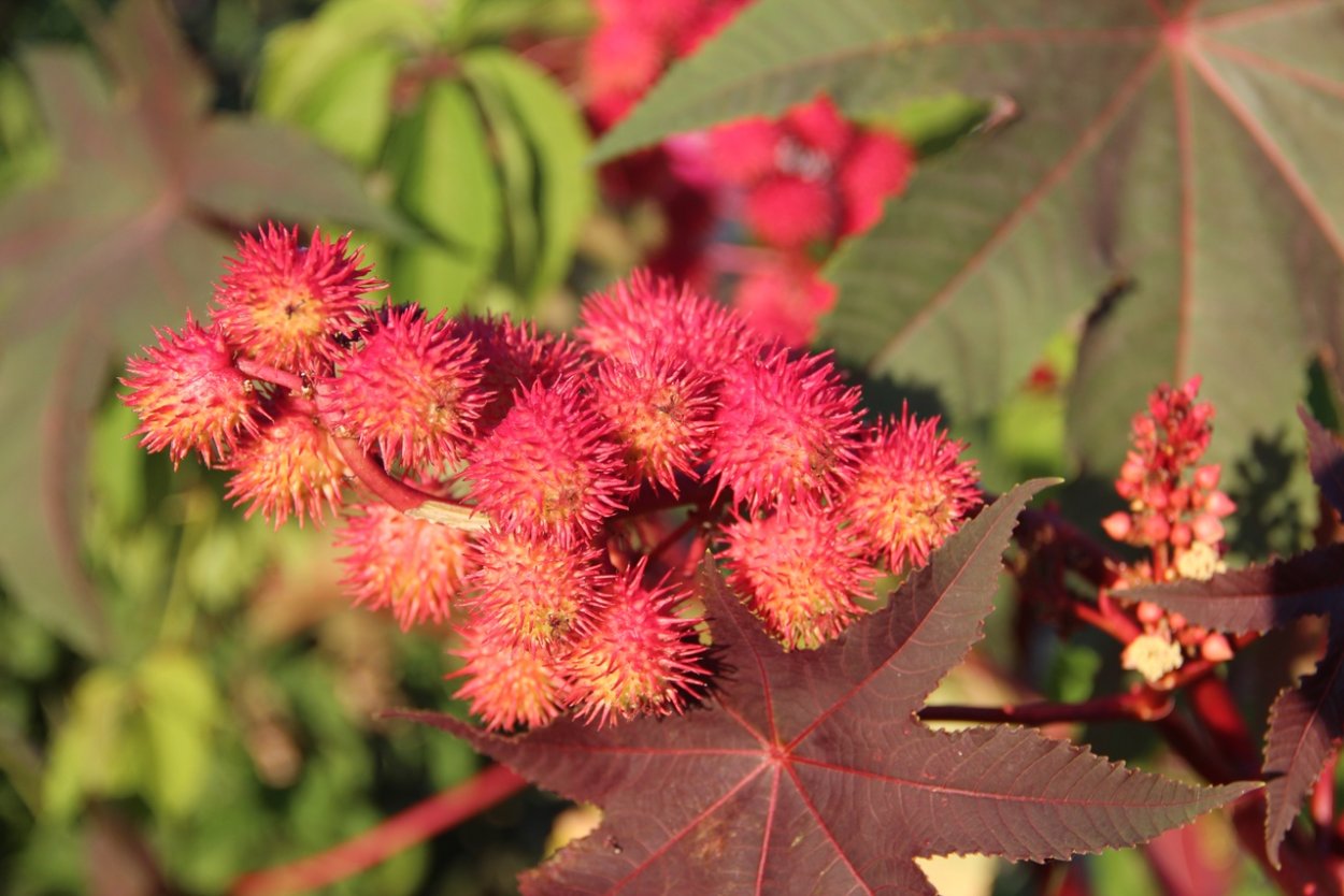 Рицина растение каким цветом цветет