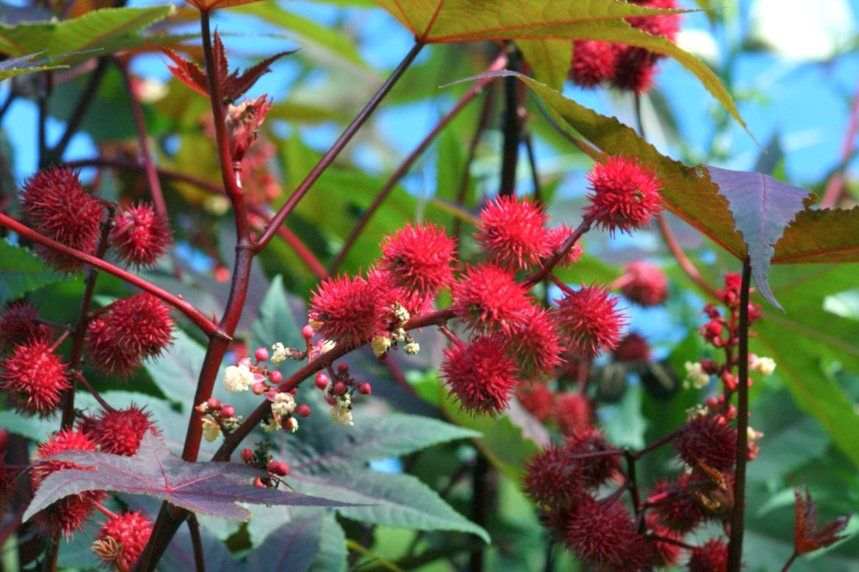 Клещевина Амарант