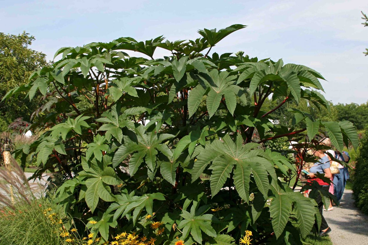 Клещевина обыкновенная