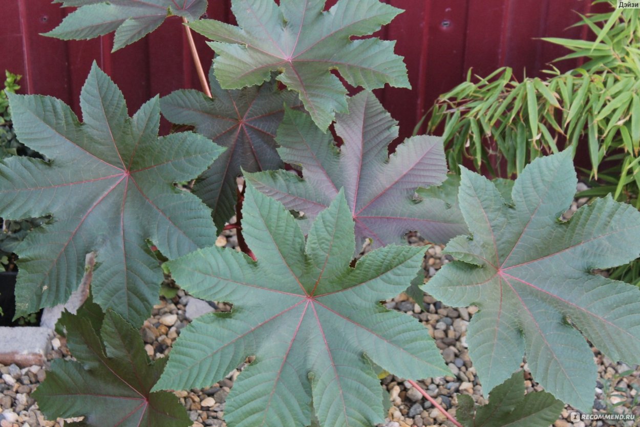 Клещевина Северная Пальма