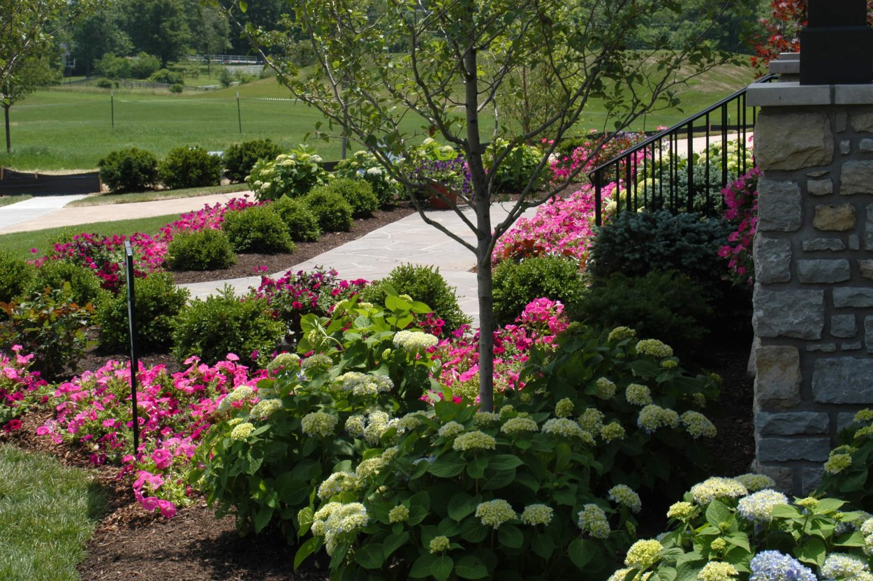 Цинерария Андромеда