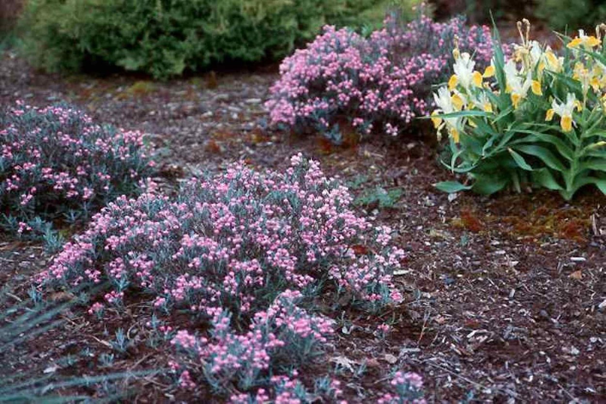 Миксбордер рокарий