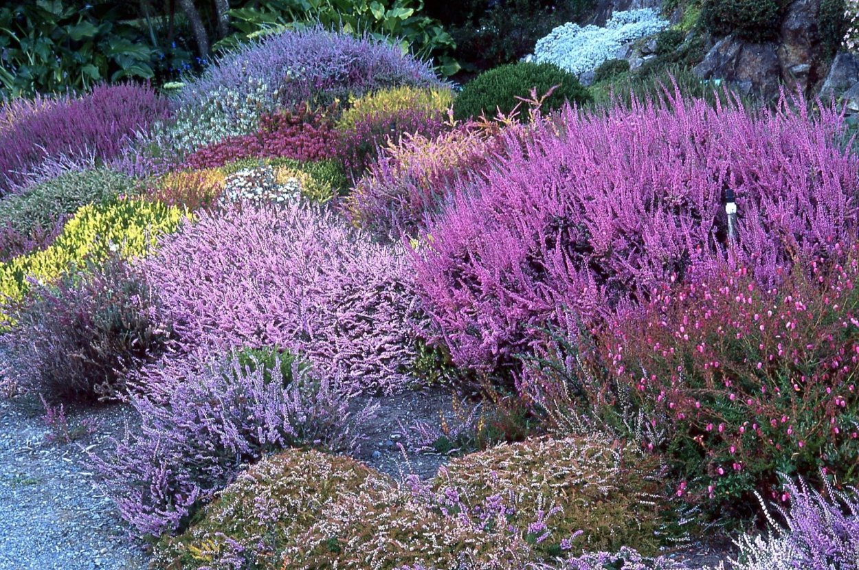 Перовския Perovskia atriplicifolia "Rocketman"