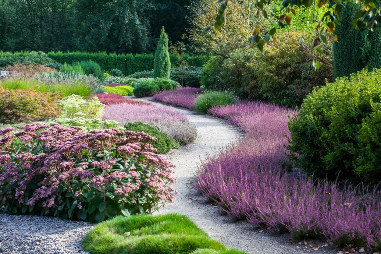 Андромеда (подбел) многолистная 'Blue Ice'