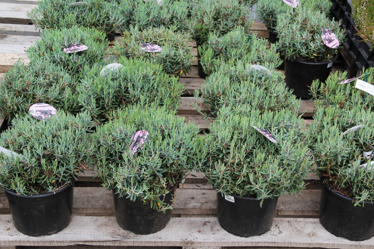 Цветы сорта Андромеда