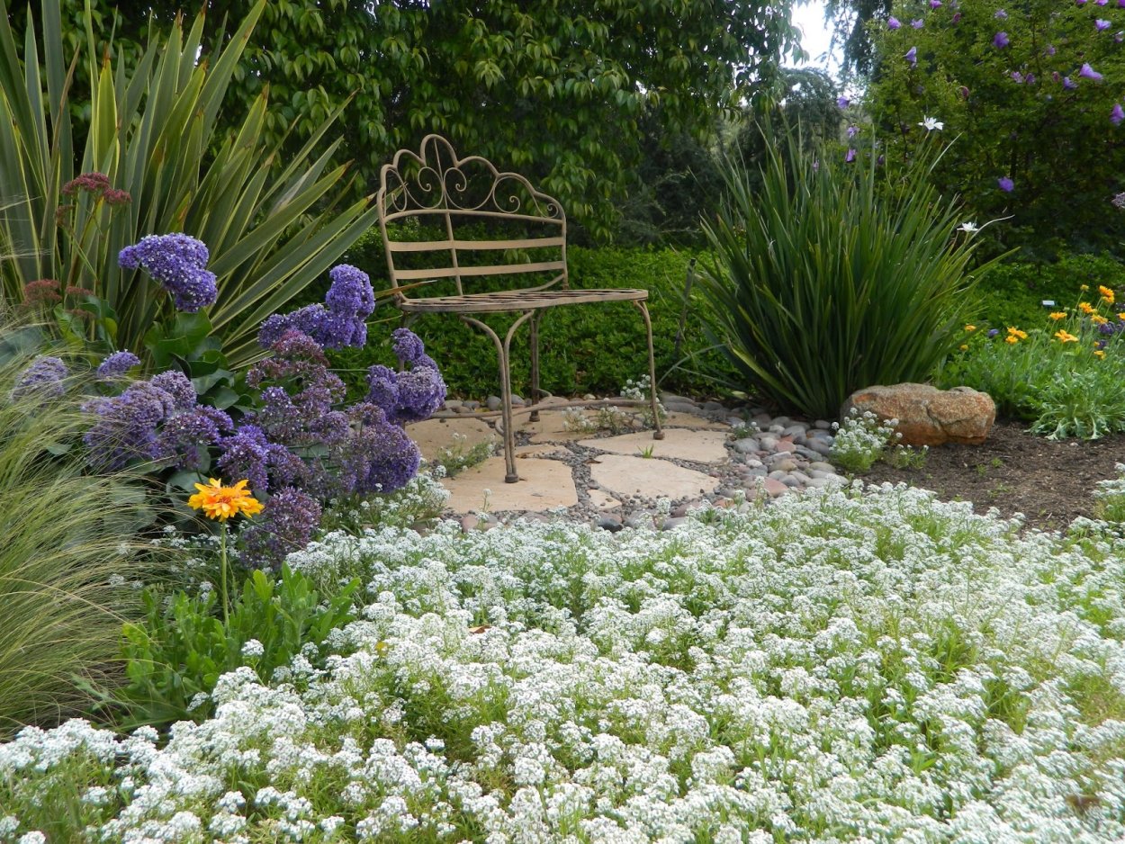 Сантолина цветок