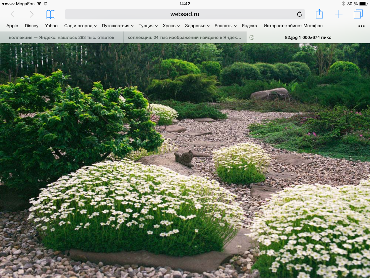 Лаванда в саду