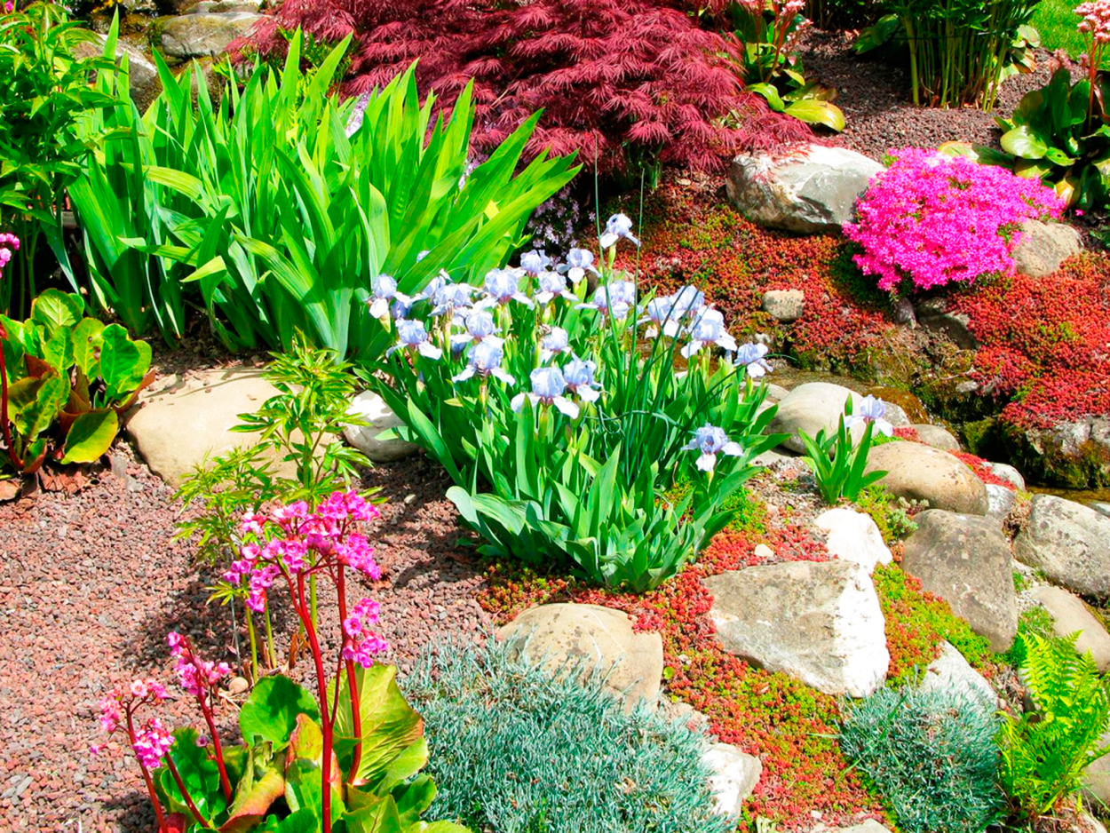 Лаванда сантолина злаки