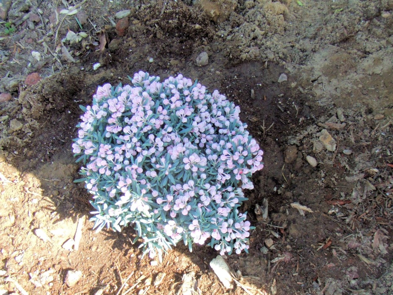 Теневые цветники Юрия Марковского