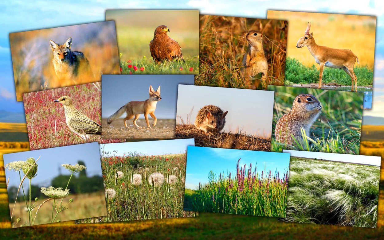 Животные степей и лесостепей России