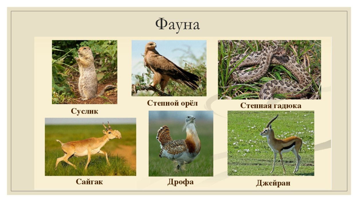 Животные степи