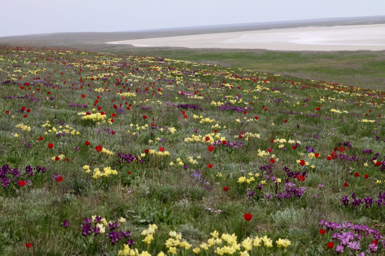 Степной заповедник Ростовский