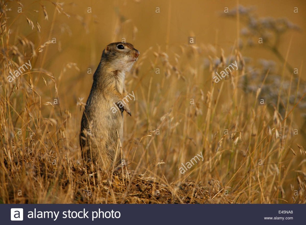 Фауна степного Крыма