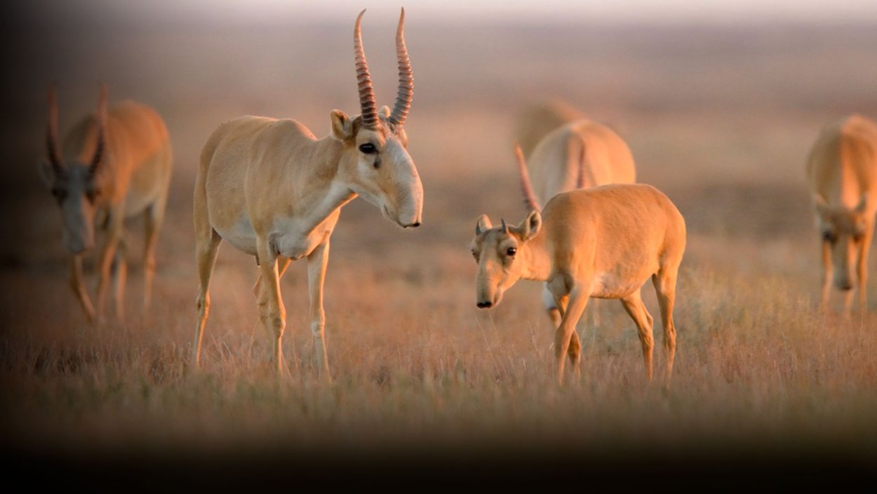 Сайгак баннер