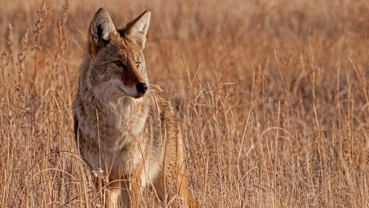 Дикие животные в степи