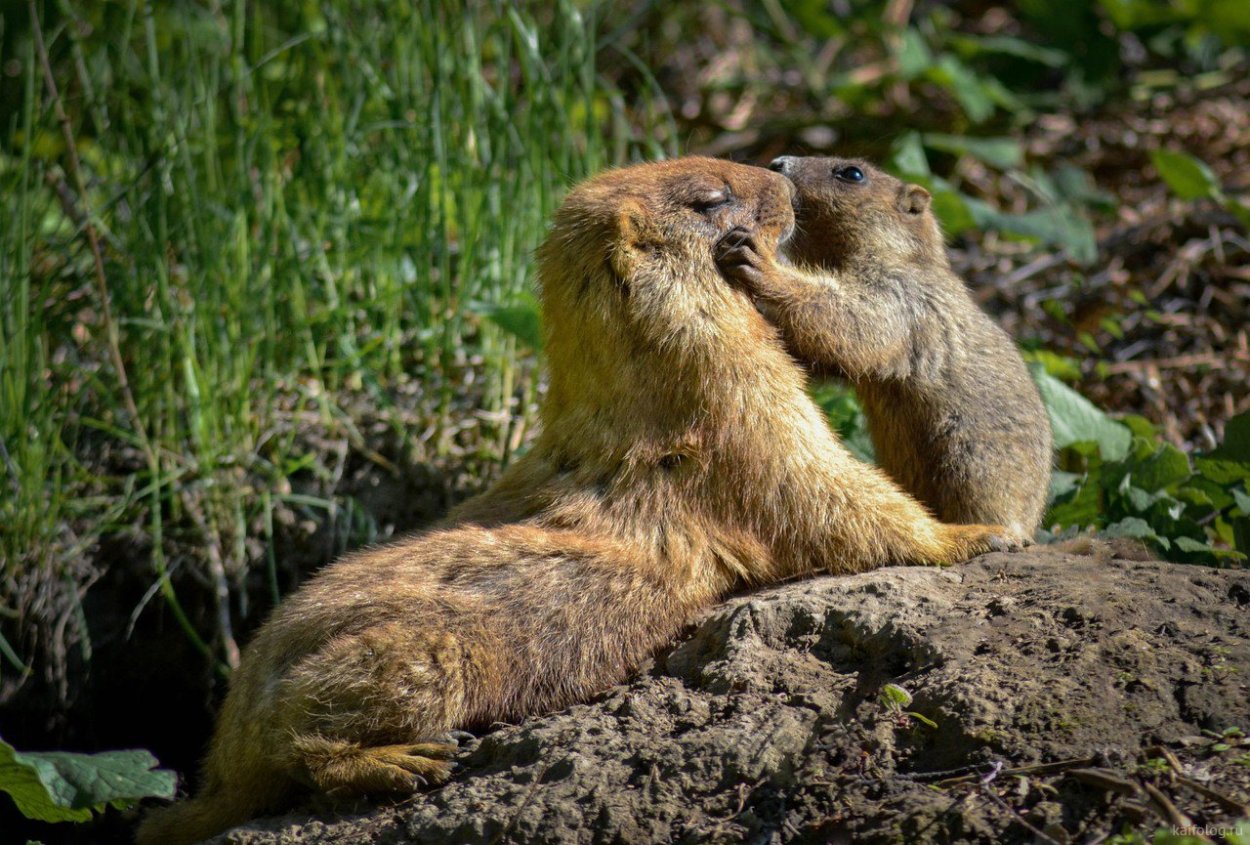 Лесостепной сурок