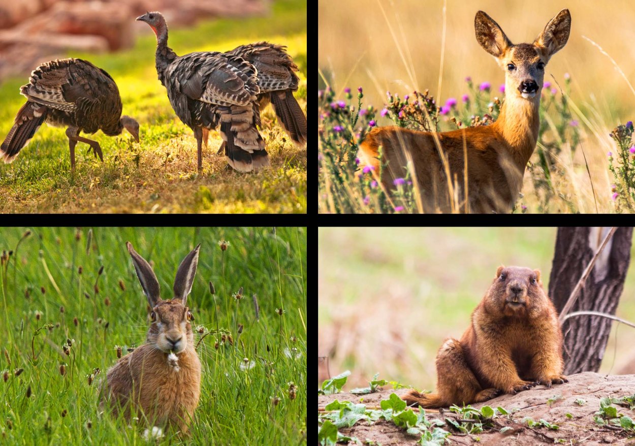 Флора и фауна лесостепи и степи