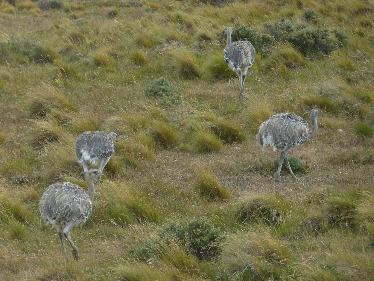Патагония страус
