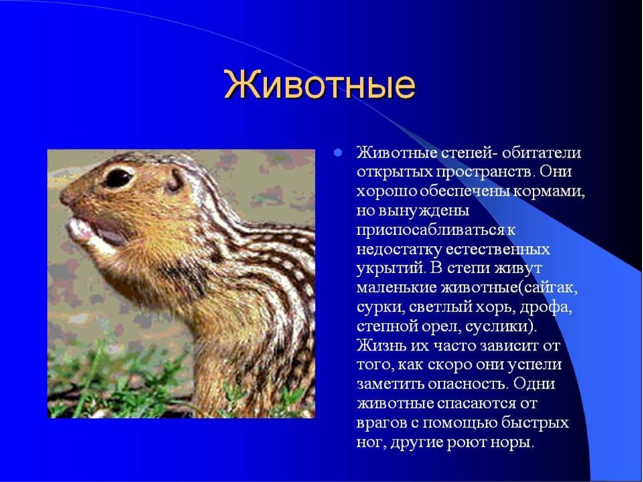 Сообщение о животных