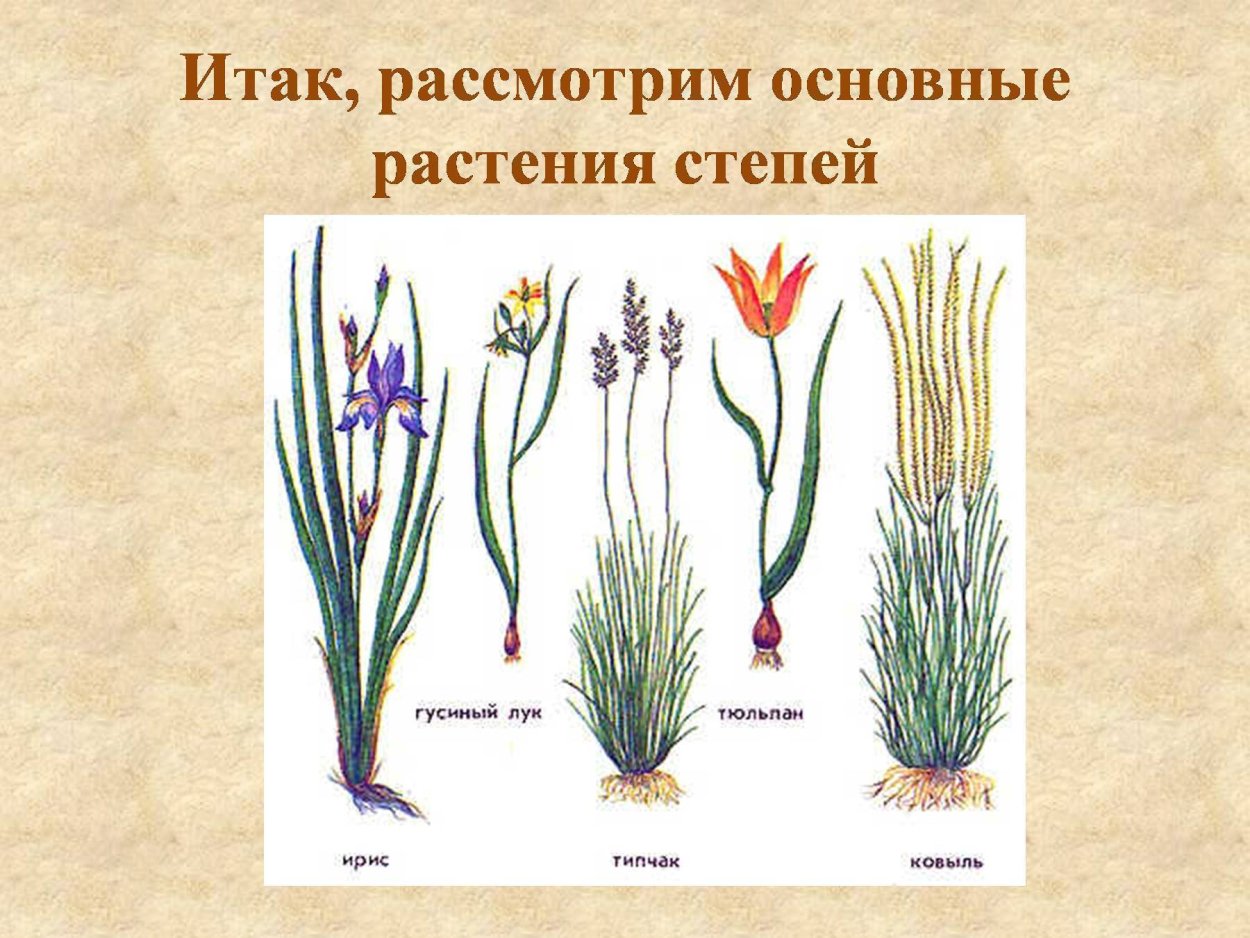 Тюльпан Ирис ковыль Типчак