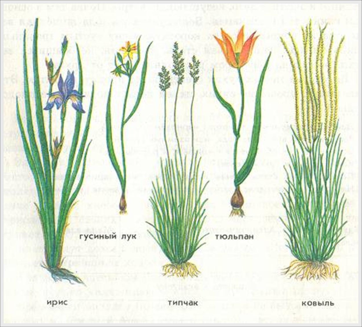 Типчак корень луковица