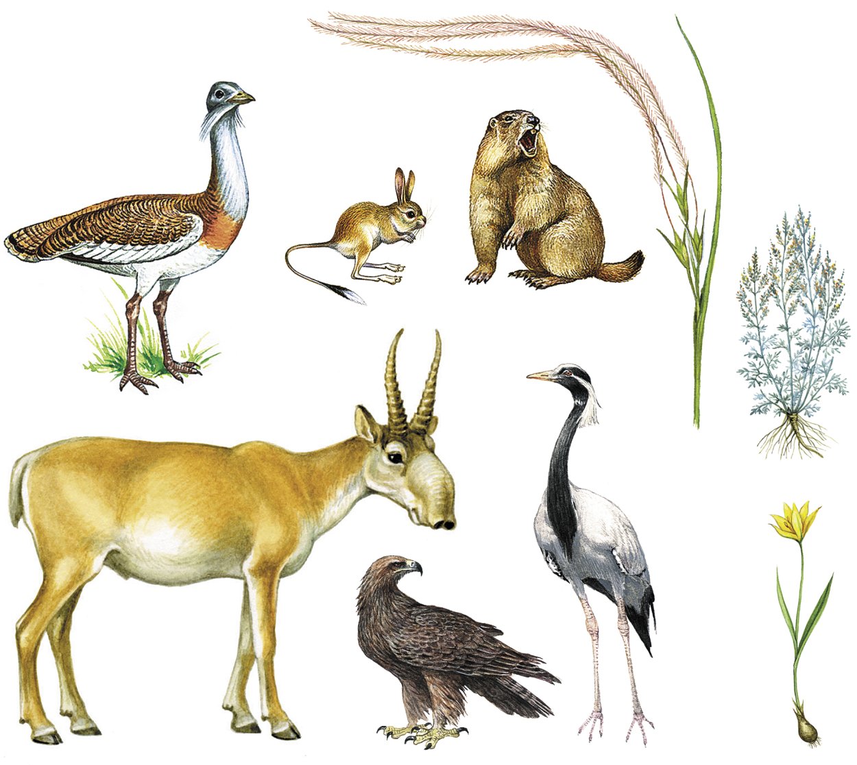 Степная растительность животные