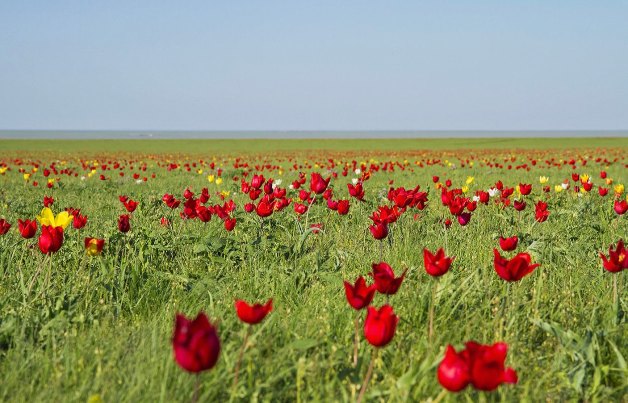 Оренбургская степь заповедник Оренбургский