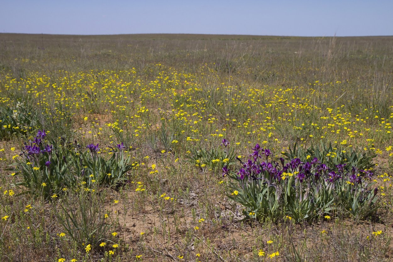 Флора заповедника черные земли