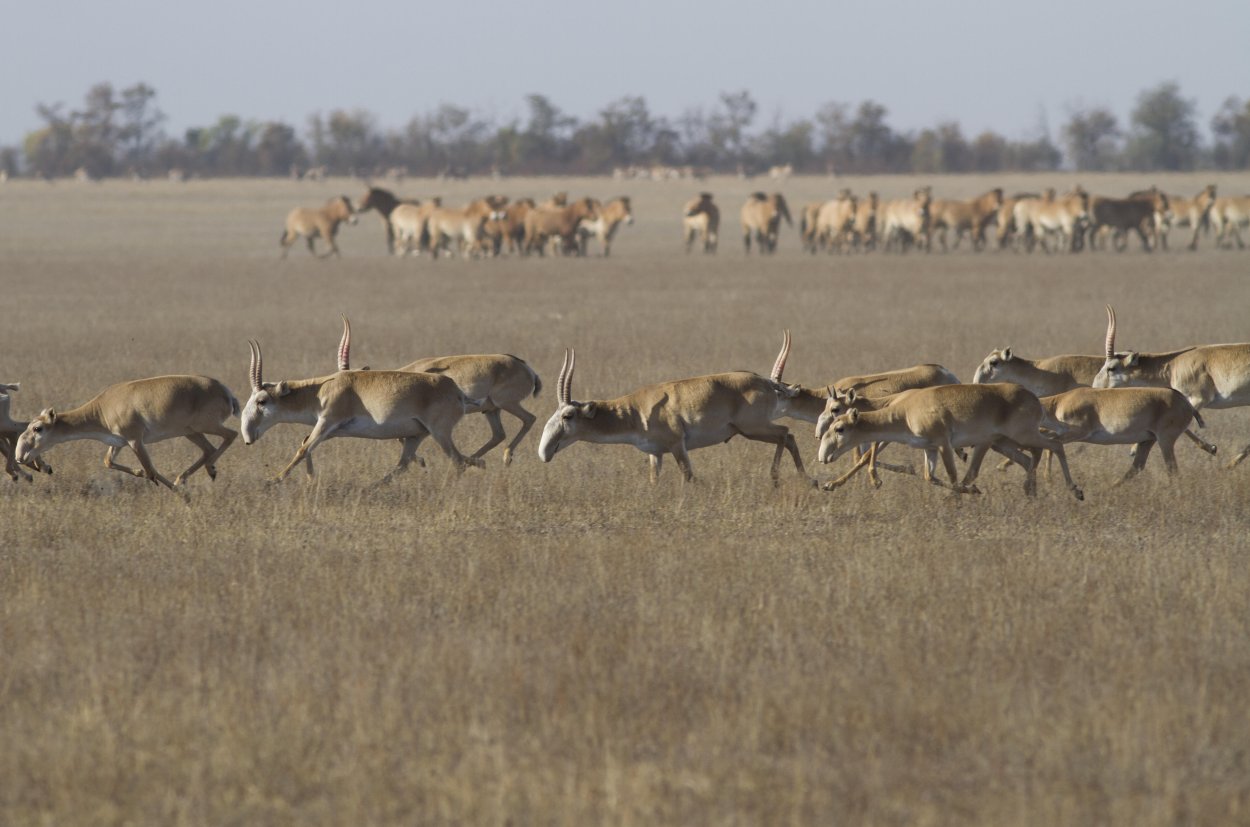 Животные в широкой степи