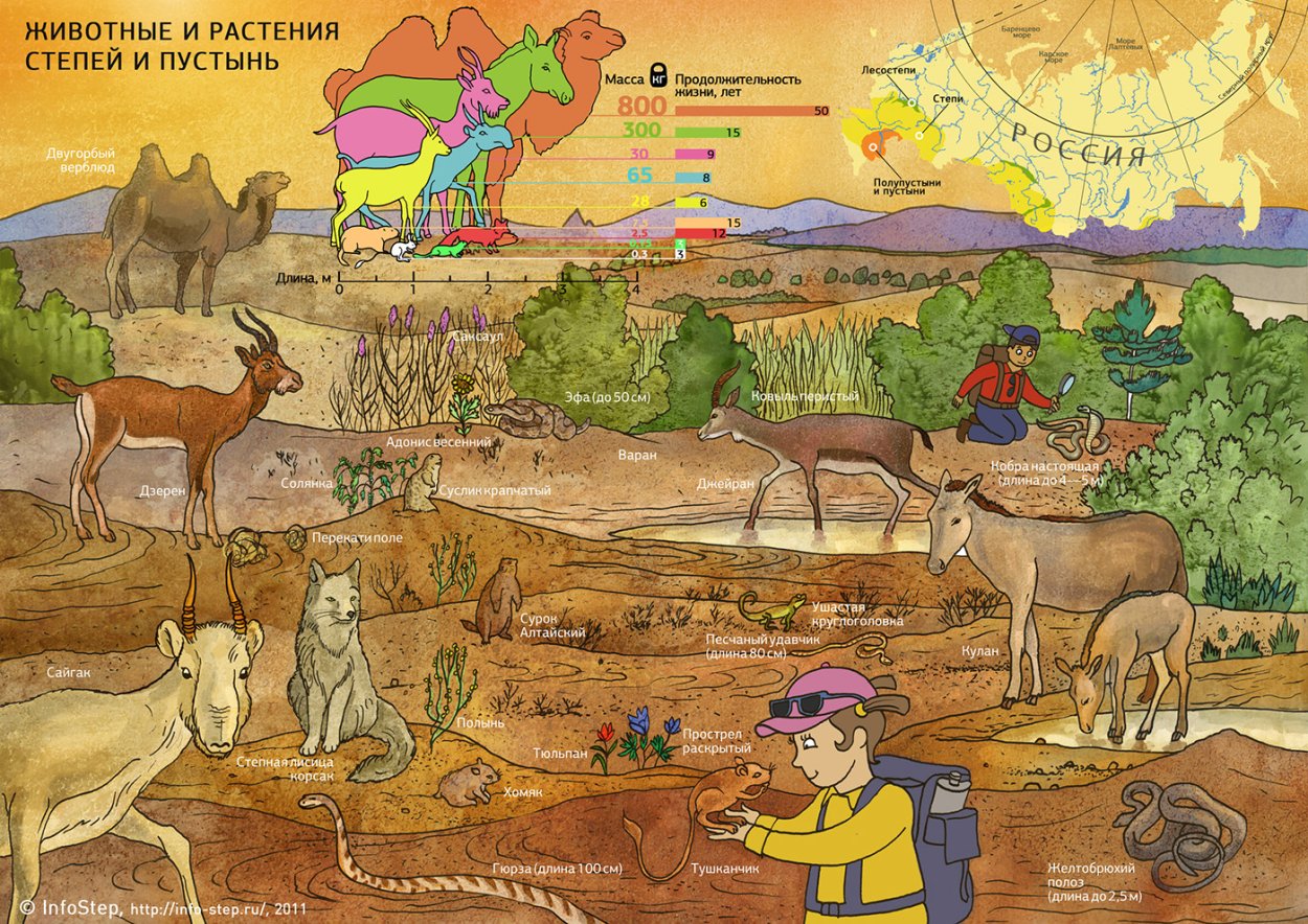 Обитатели пустыни для детей