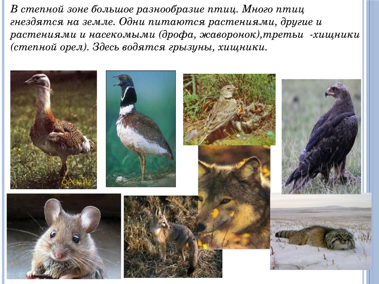 Ростовский заповедник лисица