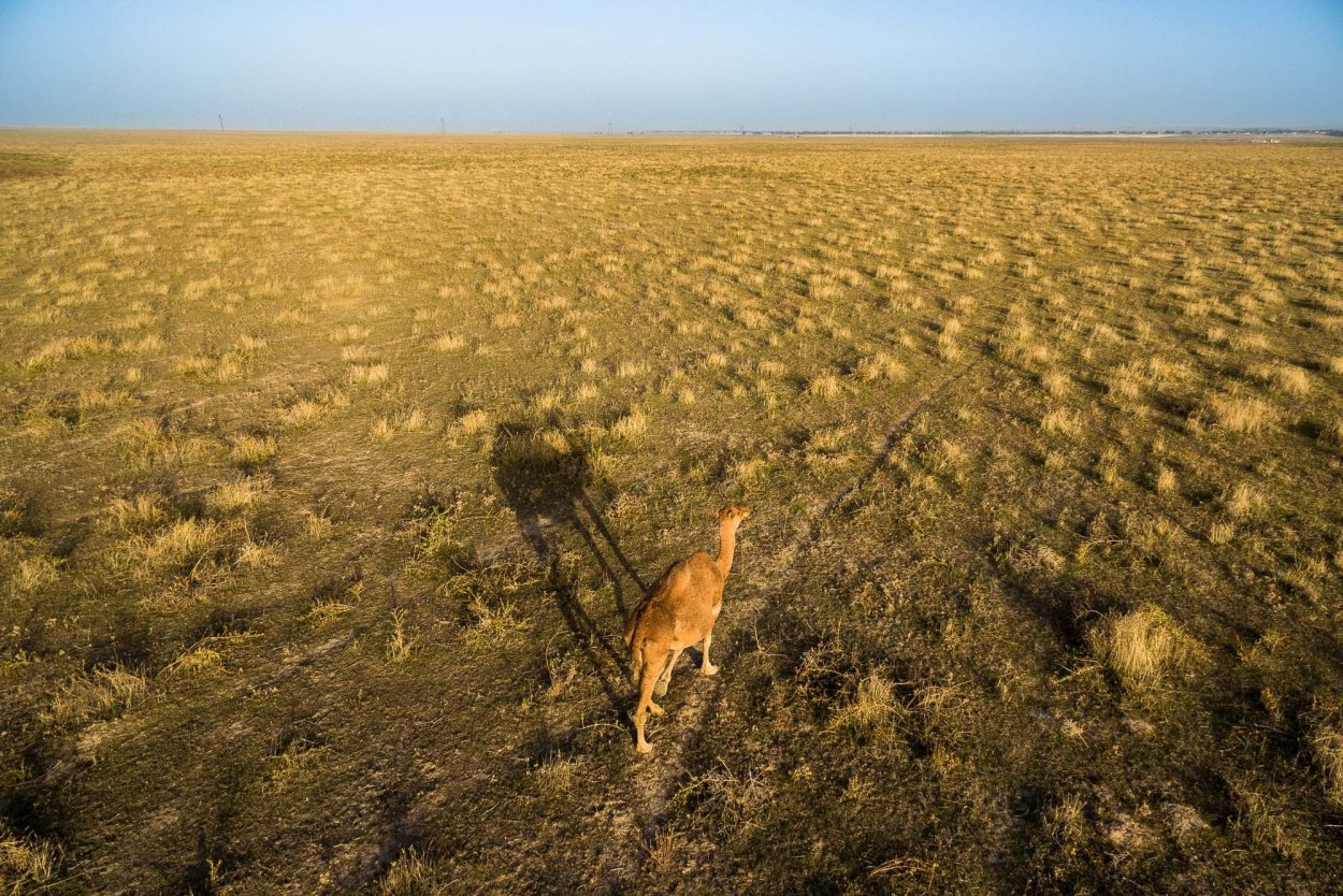 Элиста тюльпановые поля