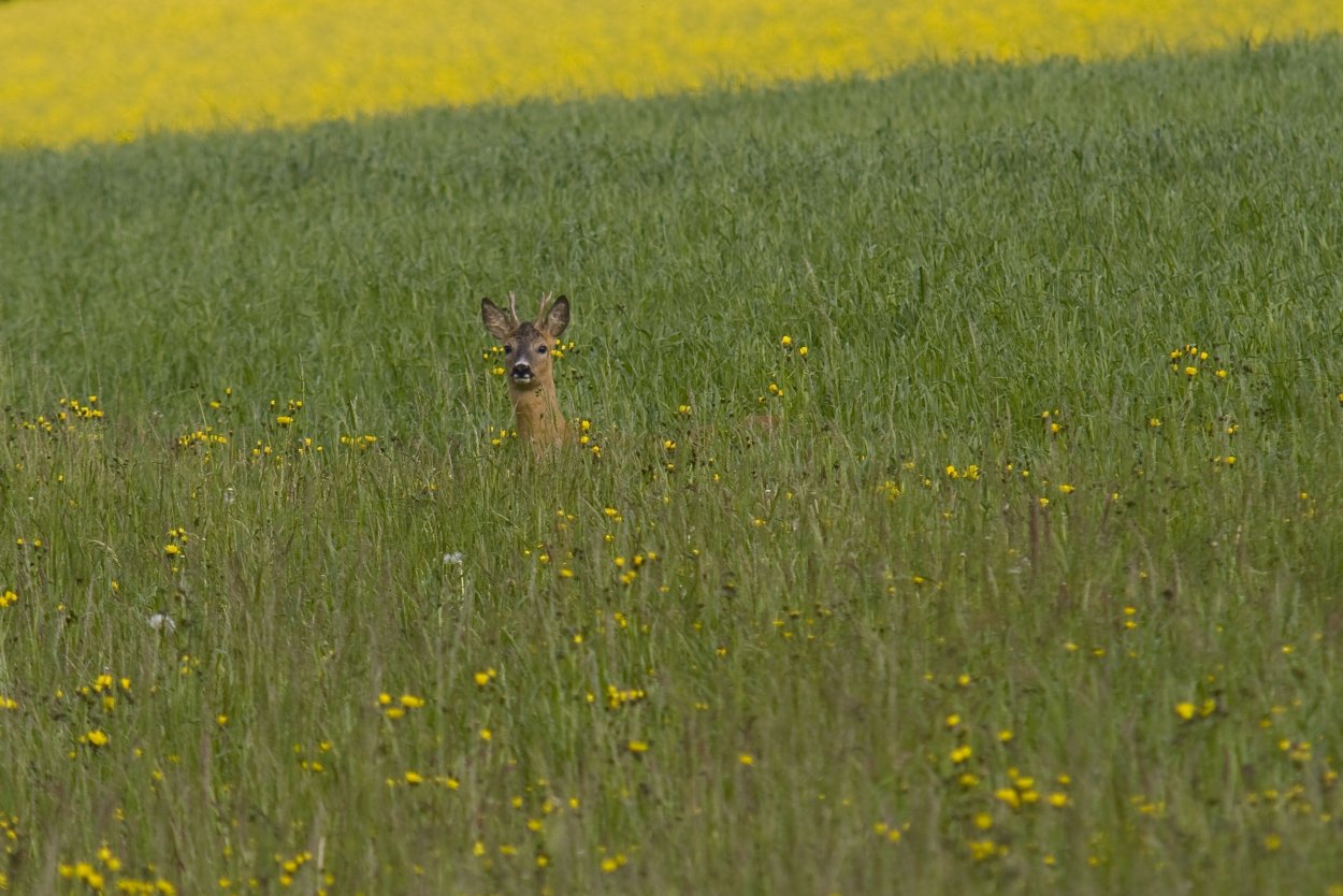 Косуля в сельском хозяйстве