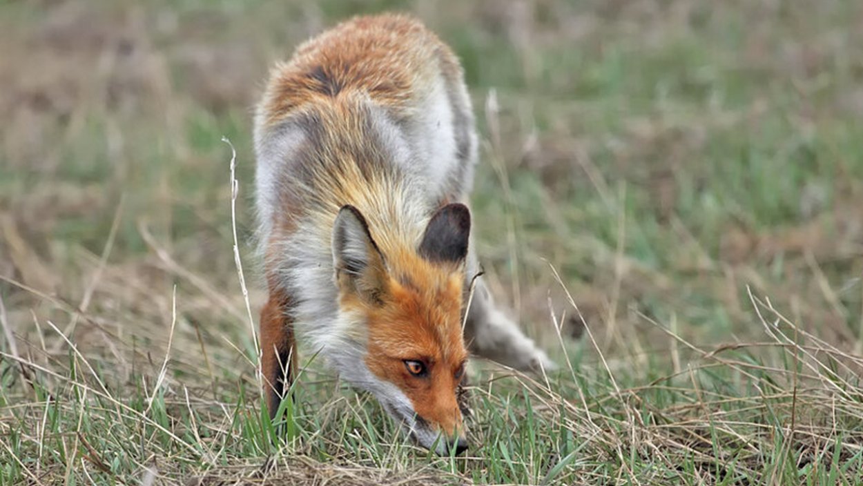 Степи Одесской области