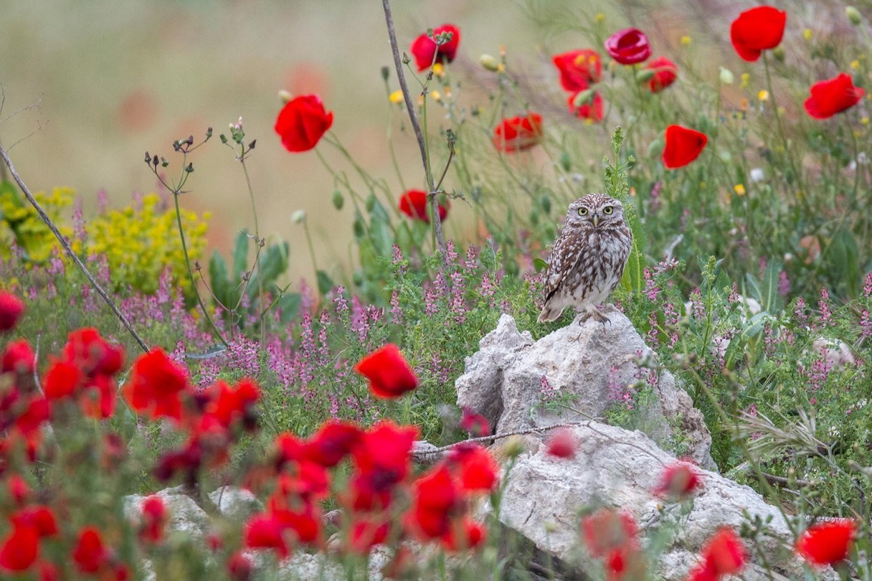 Животные лесостепи