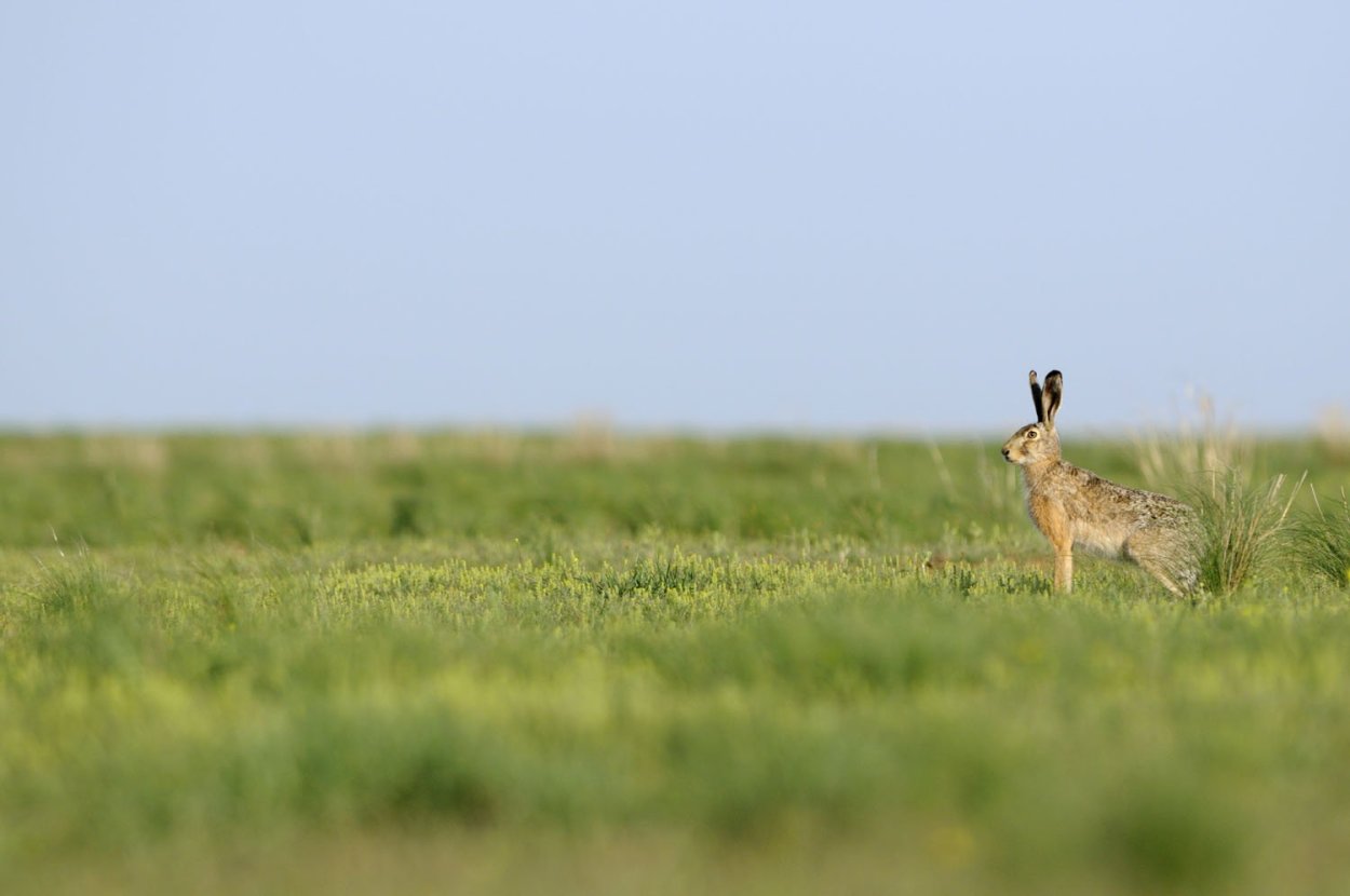 Заповедник черные земли заяц Русак