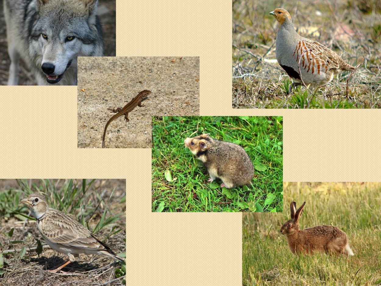 Всеядные обитатели степей