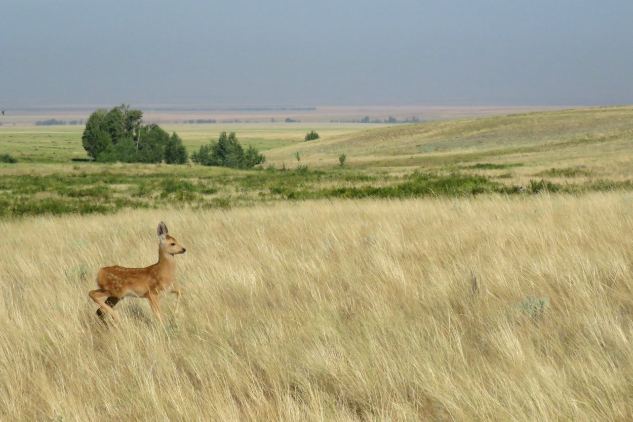 Животный мир лесостепи в России