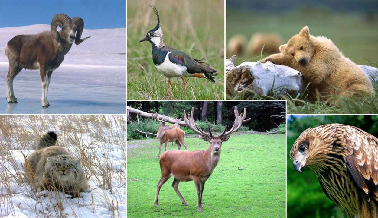 Алтайский заповедник фауна