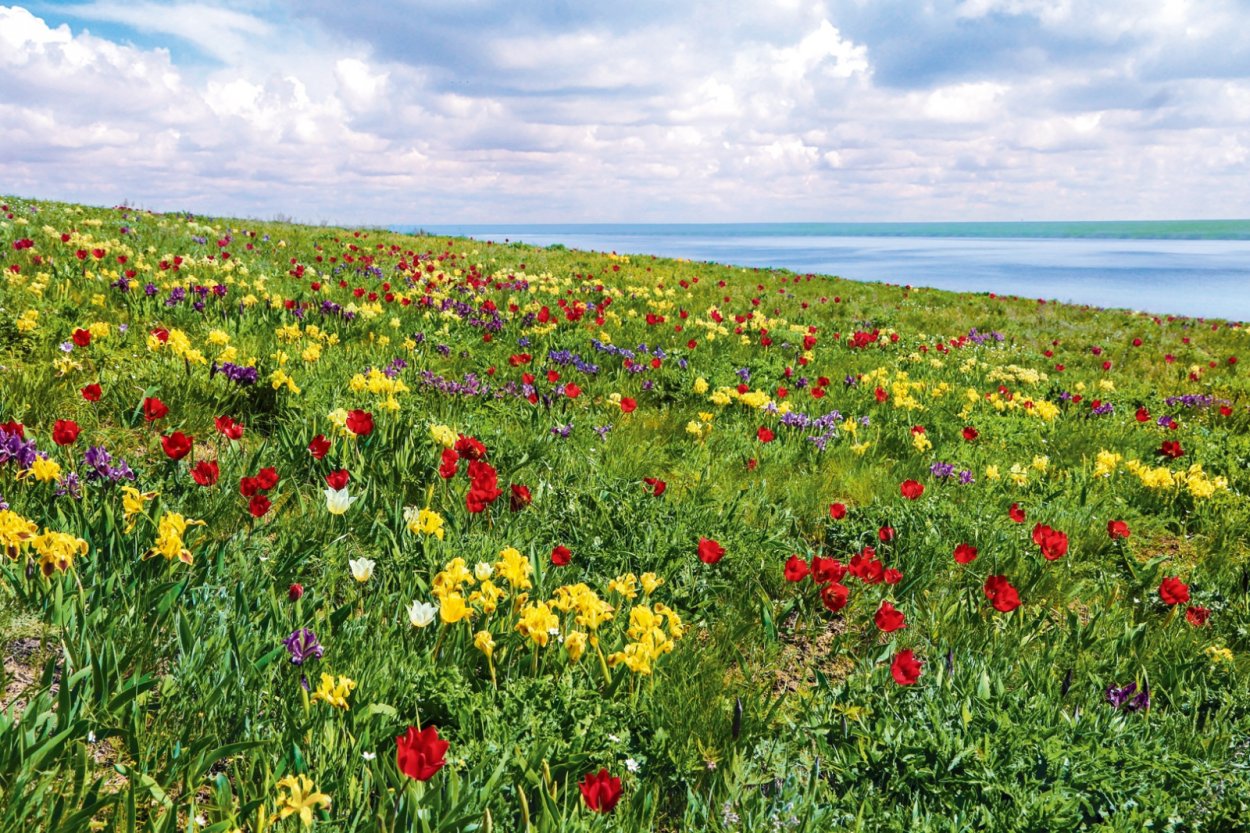 Дикие тюльпаны Маныч Гудило