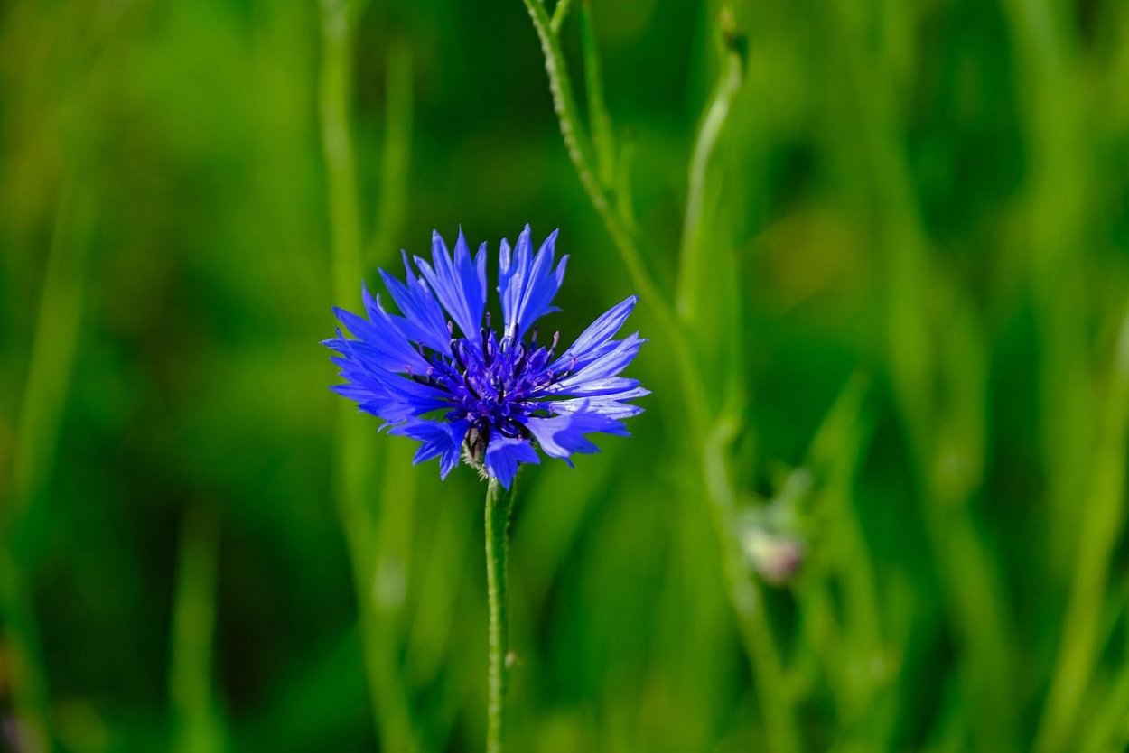 Василек Луговой отцвел