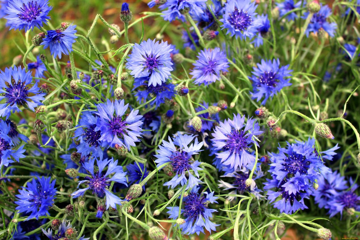 Василек карлик