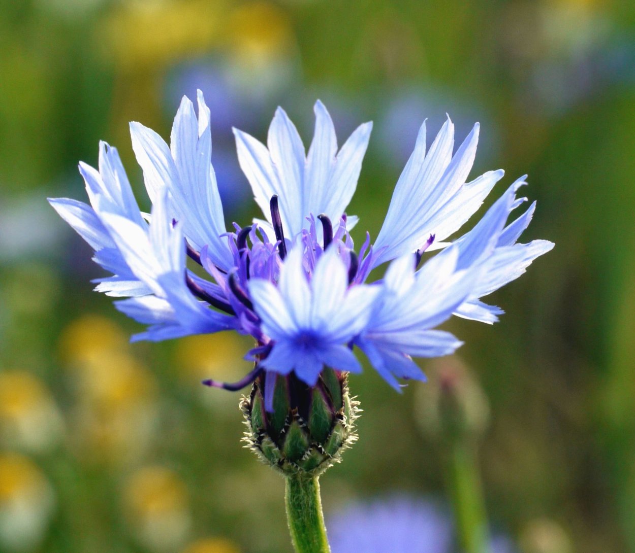 Василек Рейнский