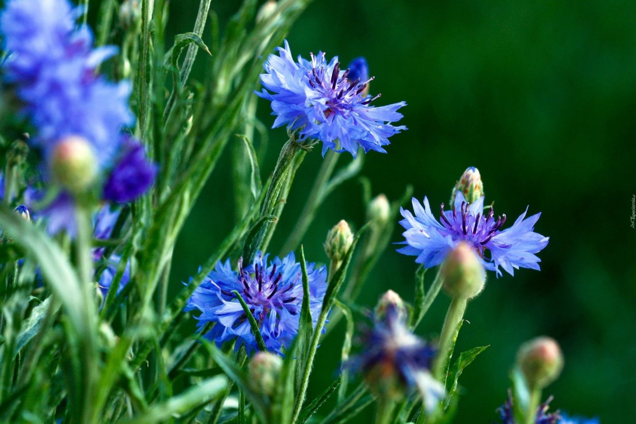 Василек полевой