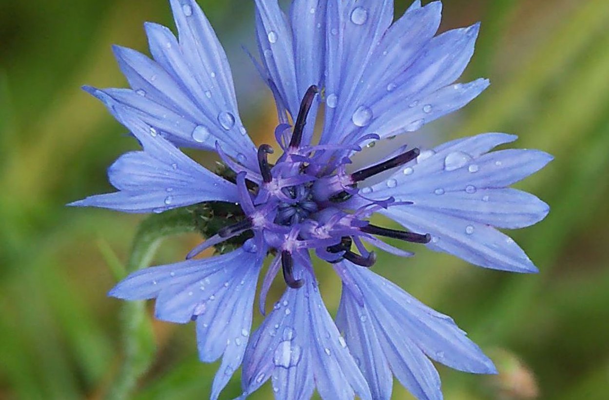 Василек цельнолистный